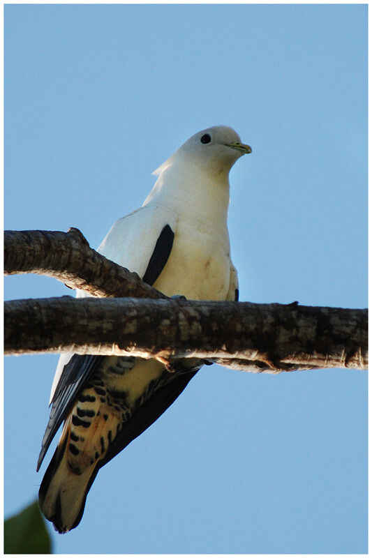 Carpophage argentéadulte