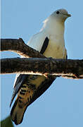 Torresian Imperial Pigeon