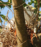 Pied Imperial Pigeon