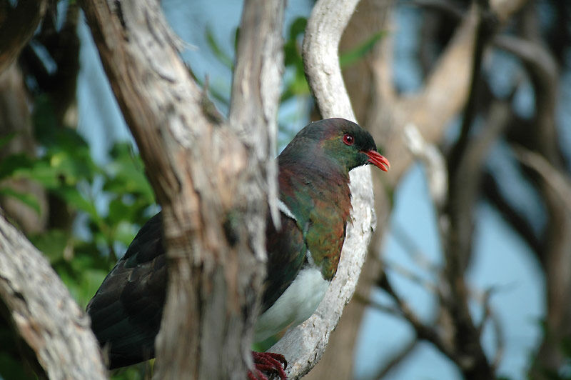 New Zealand Pigeon