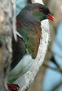 New Zealand Pigeon