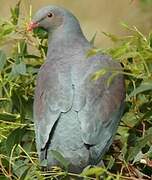 New Zealand Pigeon