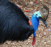 Southern Cassowary