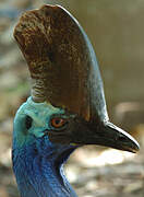 Southern Cassowary