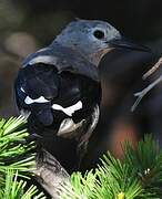 Clark's Nutcracker