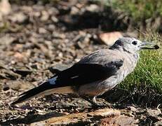 Clark's Nutcracker