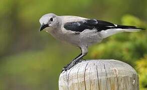 Clark's Nutcracker