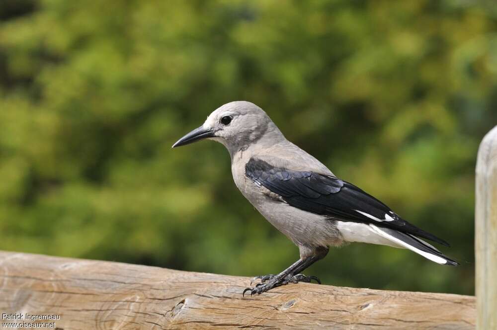 Clark's Nutcracker, identification