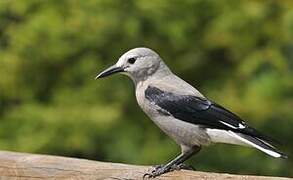 Clark's Nutcracker