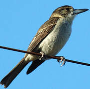 Grey Butcherbird