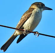 Grey Butcherbird