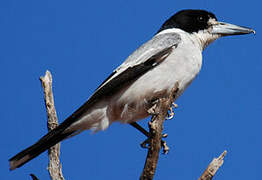 Grey Butcherbird