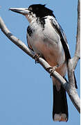 Grey Butcherbird