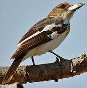 Pied Butcherbird