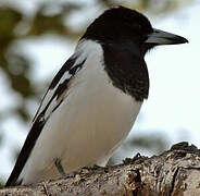 Pied Butcherbird