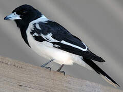 Pied Butcherbird