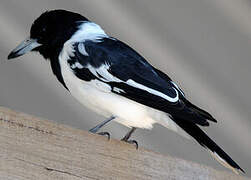 Pied Butcherbird