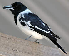 Pied Butcherbird