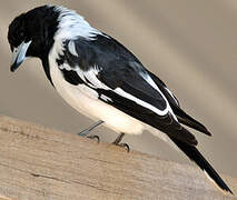 Pied Butcherbird