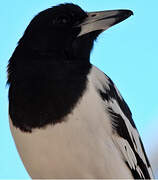 Pied Butcherbird