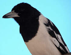 Pied Butcherbird