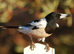 Pied Butcherbird