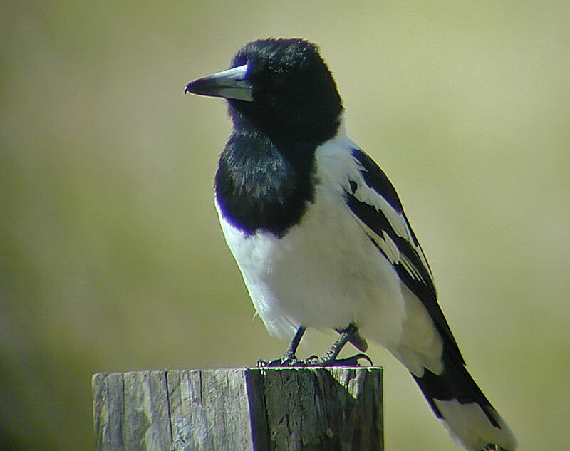 Pied Butcherbird