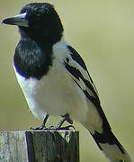 Pied Butcherbird