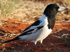 Pied Butcherbird