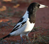 Pied Butcherbird