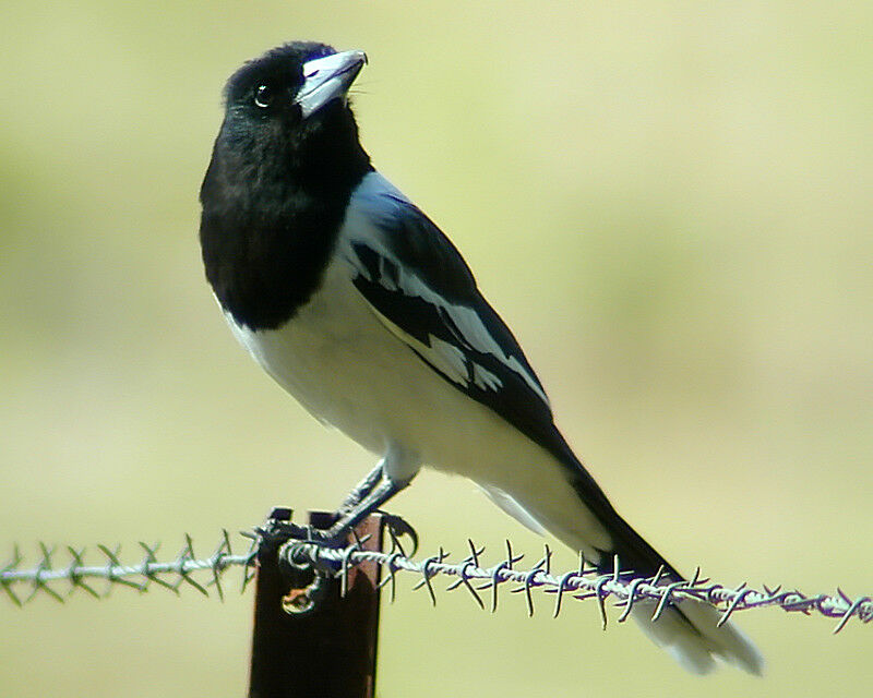 Pied Butcherbird