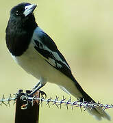 Pied Butcherbird