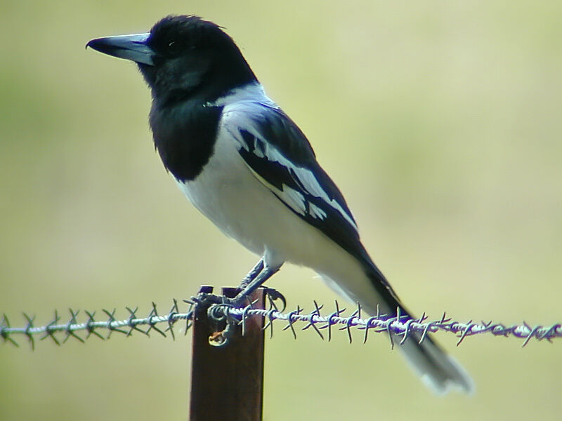 Pied Butcherbird