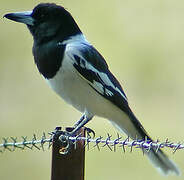 Pied Butcherbird