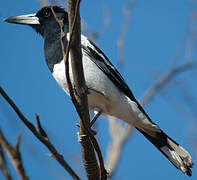 Pied Butcherbird