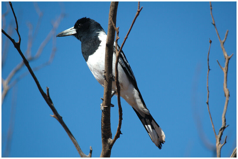 Pied Butcherbird