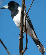 Pied Butcherbird