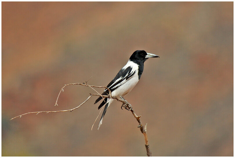 Pied Butcherbird