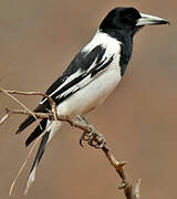 Pied Butcherbird