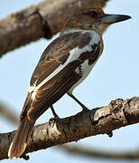 Pied Butcherbird