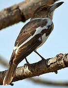 Pied Butcherbird