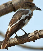 Pied Butcherbird