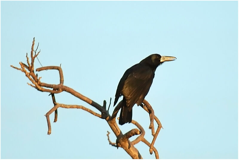 Cassican des mangrovesadulte