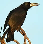 Black Butcherbird