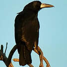 Cassican des mangroves