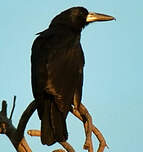 Cassican des mangroves