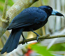 Black Butcherbird