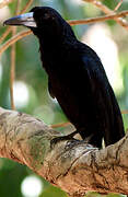 Black Butcherbird