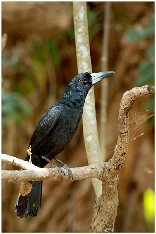 Cassican des mangrovesadulte