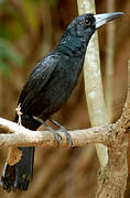 Black Butcherbird